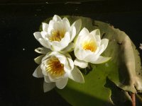 Света Сундукова, id10914758