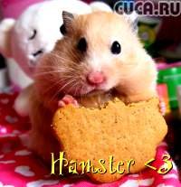 Hamster Hamster, 18 августа , Винница, id53898873